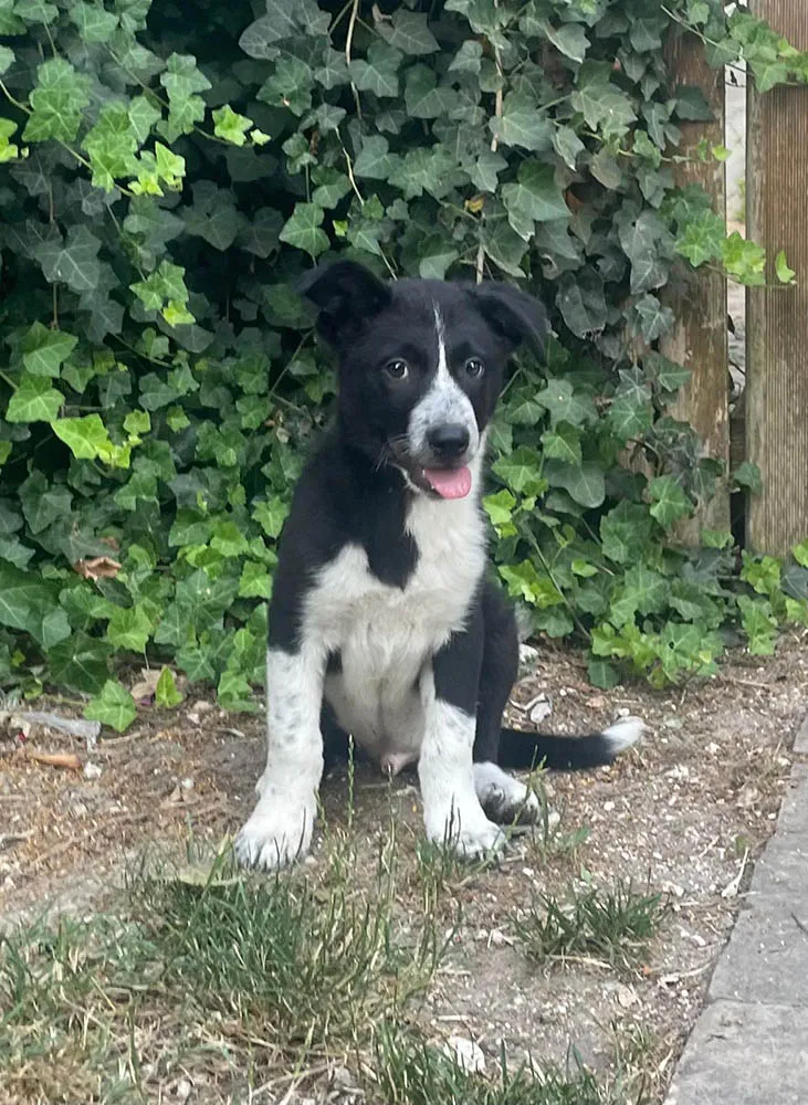 cuccioli di border collie foligno luglioagosto 3 cuccioli di border collie foligno luglioagosto 3