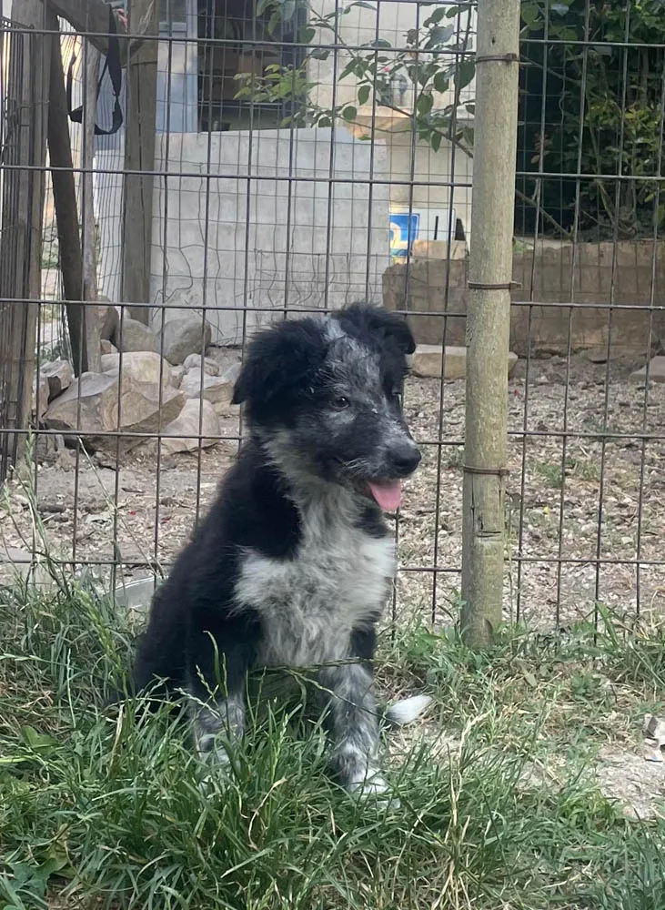 cuccioli di border collie foligno luglioagosto cuccioli di border collie foligno luglioagosto